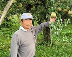西洋梨